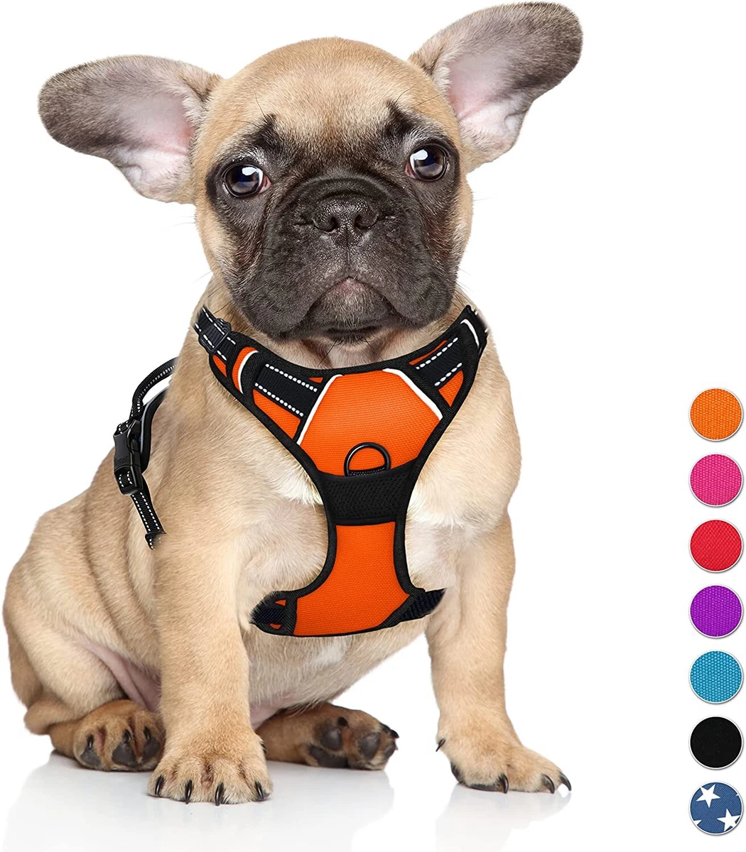 Step in harness clip in front cheap