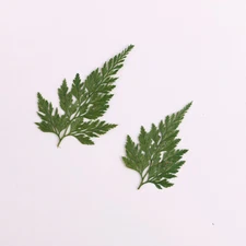8PCS real Pressed dry  Lace Fern leaf for art candle craft FCD33