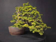 Balsam Fir Bonsai Tree Outdoor Cold Hardy Collected Yamadori Handmade Pot 