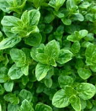 Wild Oregano Oil. Pure Origanum Essential Oil For Mouthwash, Gums, Flu, Warts
