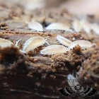 100 Dwarf White Isopods (Trichorhina tomentosa) ) | FREE SHIPPING NATIONWIDE