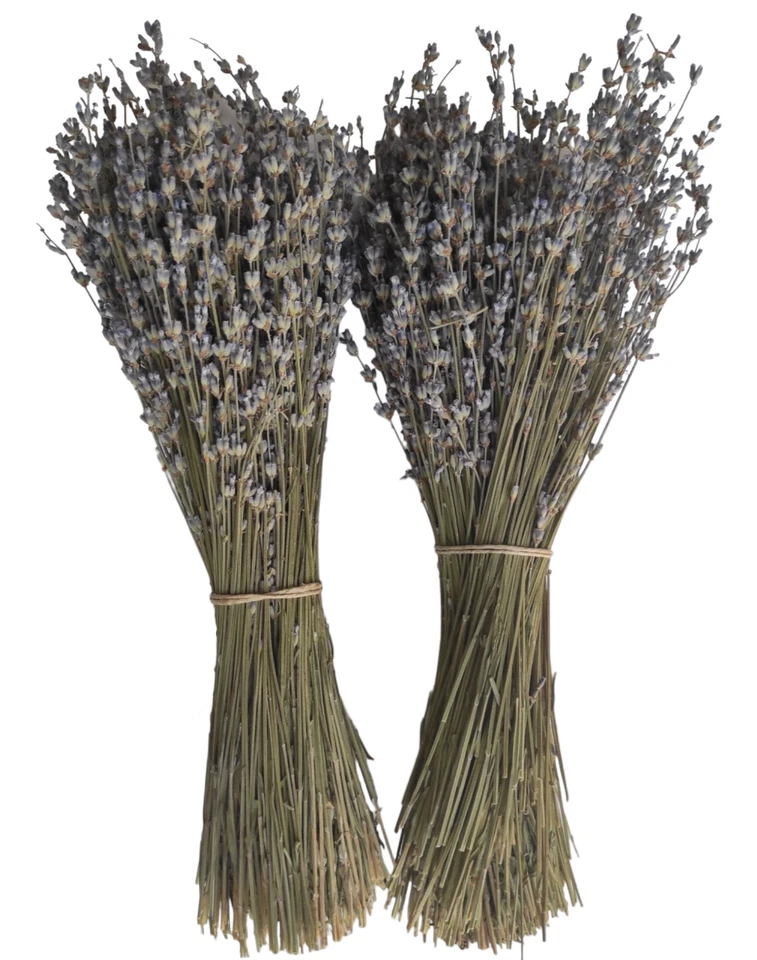 Zertifizierter Griechischer Getrockneter Lavendel aus Bio 1-22 Bund 32 cm | 2025 - Bild 2 von 4