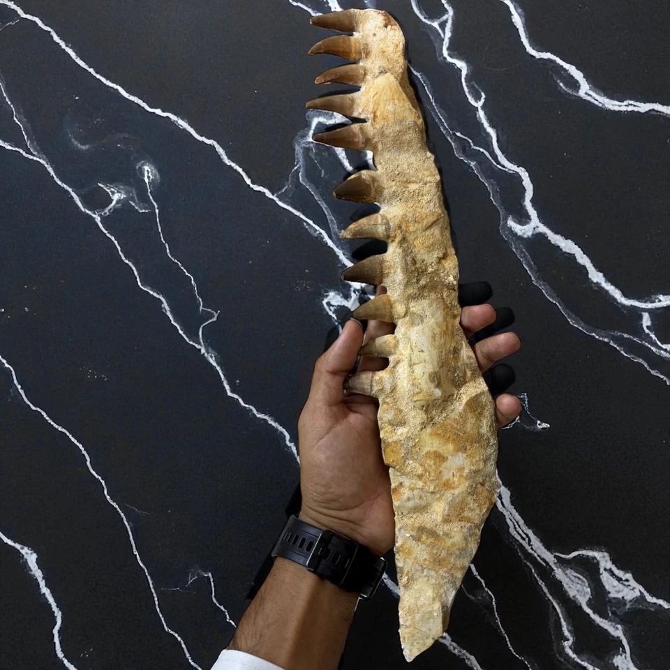 Fossilized Mosasaur Jaw with Teeth – Authentic Prehistoric Marine Reptile Fossil - Image 2 of 4