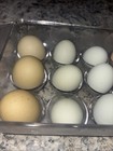 21 Fresh NPIP Cert. Chicken Hatching Eggs (green, Blue, Tan And Brown) — photo 6