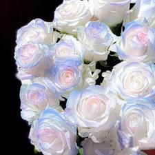 100Pcs Rose seeds 12 Varieties Black Red Blue Purple Green seeds