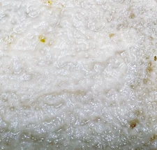 Live Microworms Culture starter 4fl oz  –Perfect First Food for Fry  SUPER PRICE