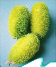 100 HEDGEHOG Cucumber Seeds Cucumis Sativus Vegetable Seed Organic