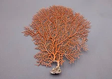 Red Orange Sea Fan Coral Echinogorgia SP (1 seafan approx. 5-6+ inches)