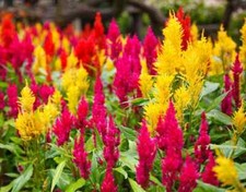 6x CELOSIA MIX Colors ARGENTEA PLUMOSA COCKSCOMB Plug Plants 