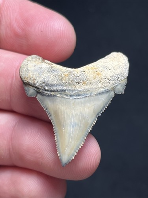 #ad Investment Quality Angustidens Blue Fossil Shark Tooth Summerville 1.54quot; $389.99