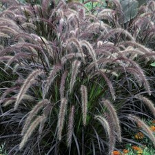 Pennisetum Garden Plants Hardy Perennial Flower Grass 'Rubrum' 1 x 9cm Pot T&M