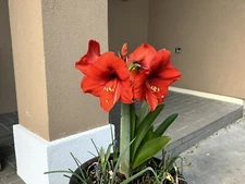 **65 “ Red Lion” Amaryllis seeds 2023 FRESH DRIED,Hippaestrum @New Orleans, La.