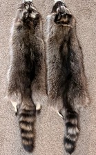 Newly Tanned Wild Large Racoon pelts Country Fur Cabin Craft Fur NICE 