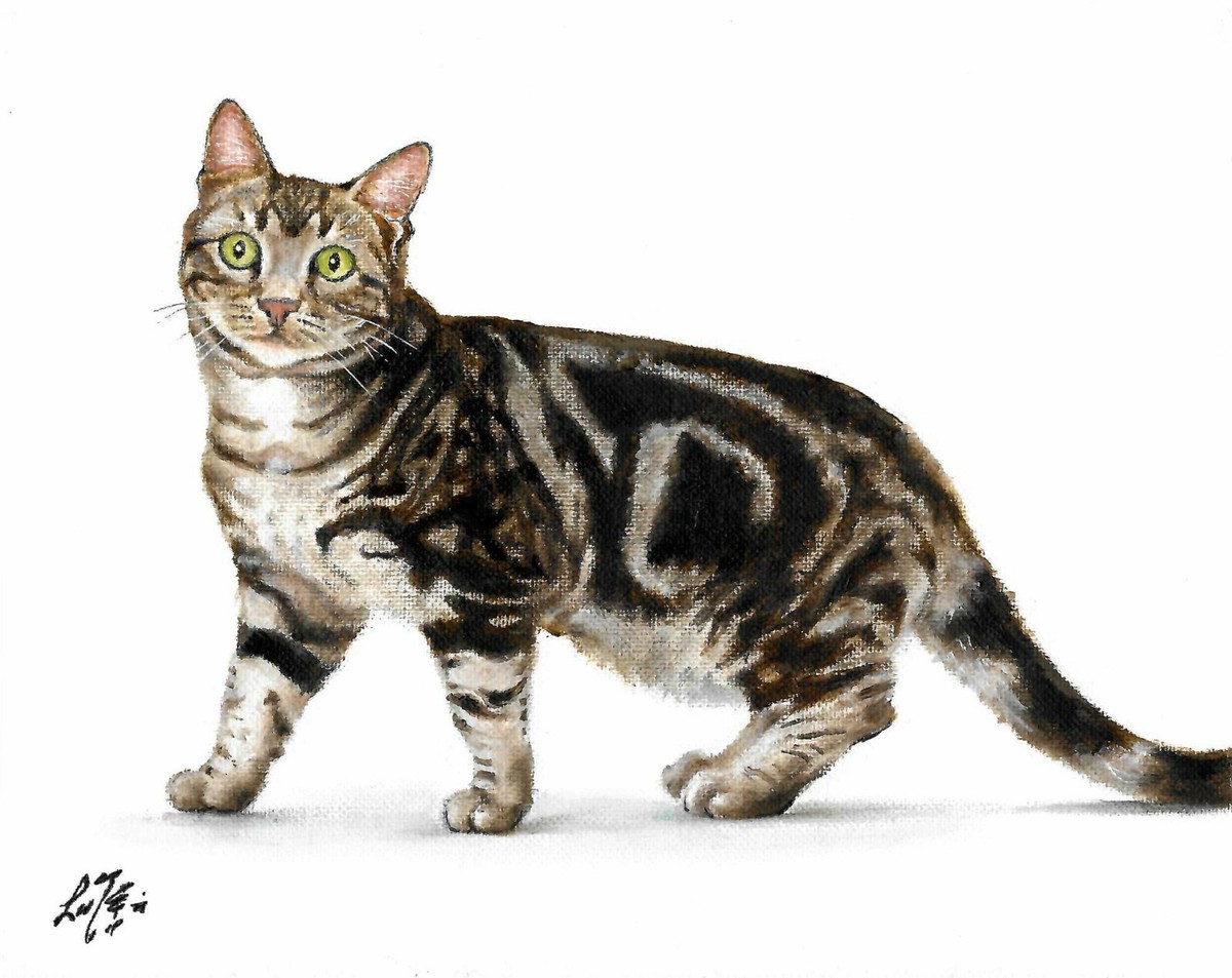 Classic Silver Tabby