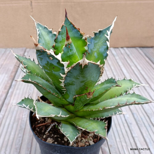 D167 AGAVE TITANOTA RED CATWEAZLE pot 14 cm H 18 cm W 23 cm MaMa