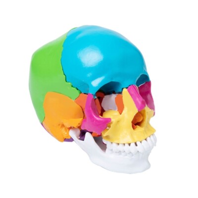 Colorful Human Skull Anatomical Model,3 Parts Human Anatomy Head Skeleton Model