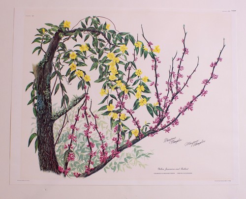 Maryrose Wampler Yellow Jessamine & Redbud Pl. No 14, 1974 Lithograph Signed COA - Picture 7 of 7
