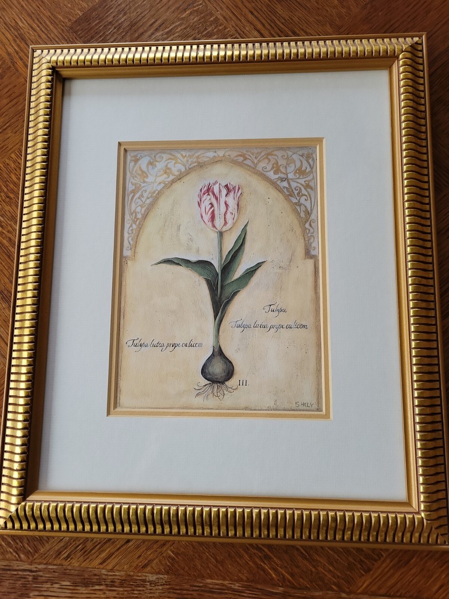 Two Shelly Hely Tulip Lithograps, 12.5