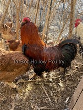 Mohgany Faverolles Large Fowl 14 Hatching Eggs "Very Rare" NPIP