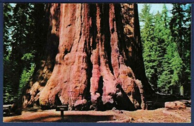 The California Tree, Sequoia Gigantea in the Sierra Nevada Mountains, California