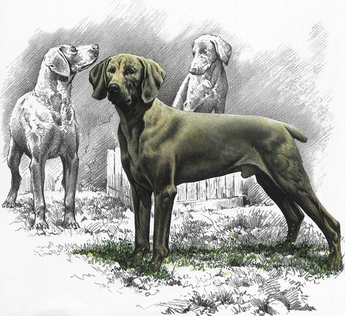 Weimaraner - CUSTOM MATTED - 1976 Vintage Dog Art Print - Cozzaglio