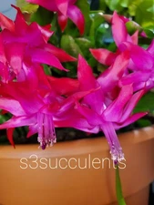 True Christmas Cactus - Live Rooted Heirloom Plant - Schlumbergera