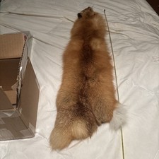 31 Inch Red Fox Missing Tail Excellent Condition