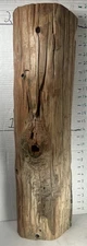 Driftwood Cedar Taxidermy terrarium Beach House Decor My Be Piece Of Old Post