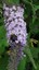flowers.77710