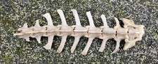 Natural Sheep Vertebrae Spine Bone taxidermy art craft Curio Sheep Skull film 