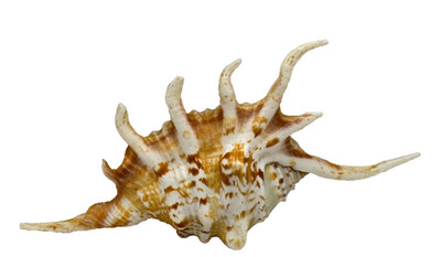 VINTAGE 4 1/2'' SCORPION SPIDER CONCH SHELL SUPER COOL RARE FIND