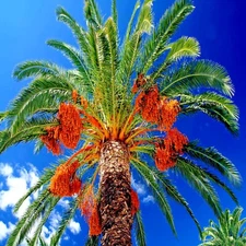 10 Date Palm Tree Seeds (Phoenix dactylifera) Edible Fruit Plant Hardy to Zone 8