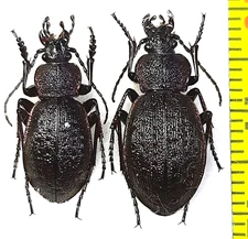 Carabidae, Carabus (Diocarabus) loschnikovi loschnikovi pair A1, E.Russia (Tyva)
