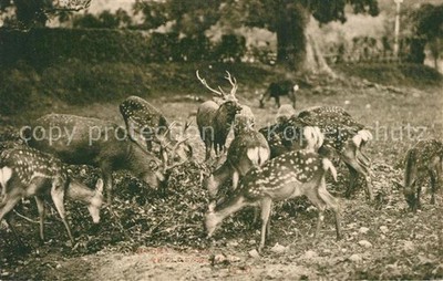 Japan Rehe Kitz Hirsch Wild