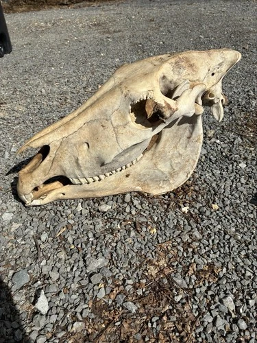 LARGE HORSE SKULL  AUTHENTIC With BOTTOM JAW TEETH EQUINE TAXIDERMY Natural
