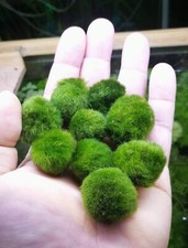  Marimo 2/2.5 Cm pianta vera per acquario 10 pezzi! d'acqua dolce,cladophora