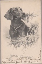 Dackel Dachshund Teckel Christmas C.Reichert Old Dog PC. 1903