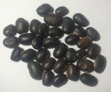 8 oz. Raw Mucuna Pruriens Seeds Velvet Bean Wildharvested India