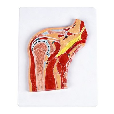 Anatomical Shoulder Joint Model With Muscles Ligaments For Clinical Training