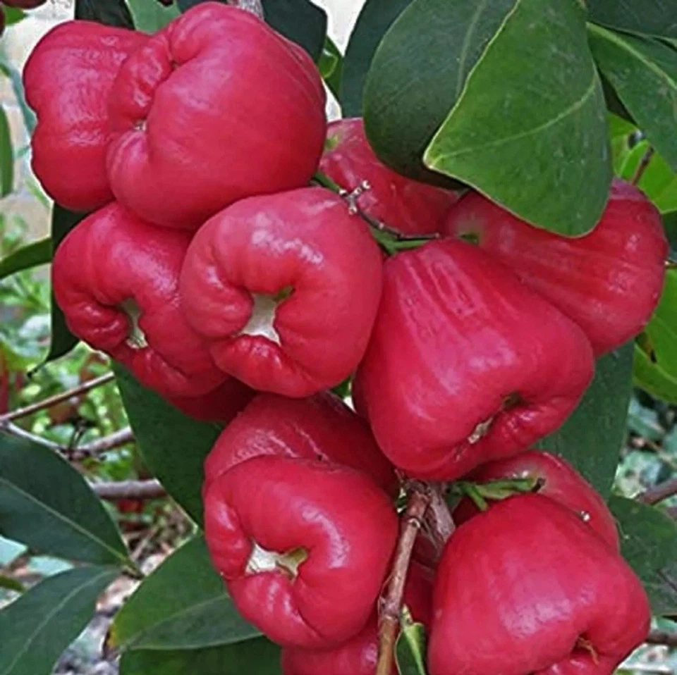 SYZYGIUM SAMARANGENSE SEEDLESS WAX APPLE AIR LAYER / MARCOT IN 100MM POT - image 3 of 3