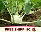 2600+ Kohlrabi Seeds 'White Vienna' | Heirloom, Non-GMO, Vegetable Garden Seeds