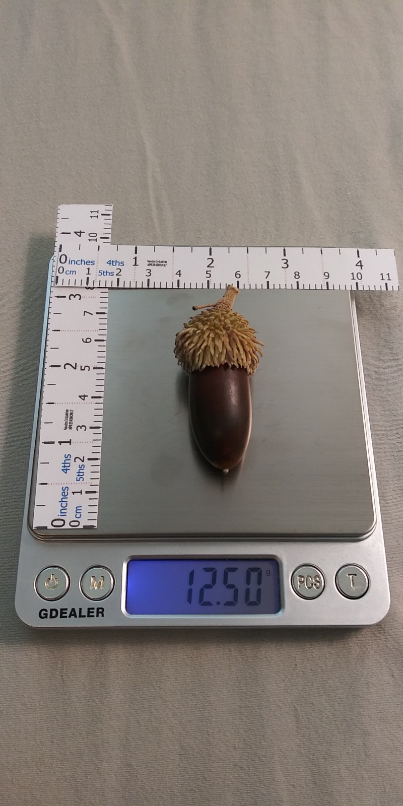 Acorns, Cork Oak, 100ct Fresh, Standard Pick - Fall 2025 - Good for Growing