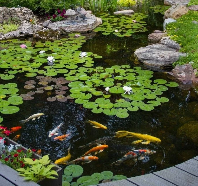 Muck Removal Pond Bacteria Powder, 5x Concentrated, For Fresh Water Ponds, 1 lb. - Image 4 of 4