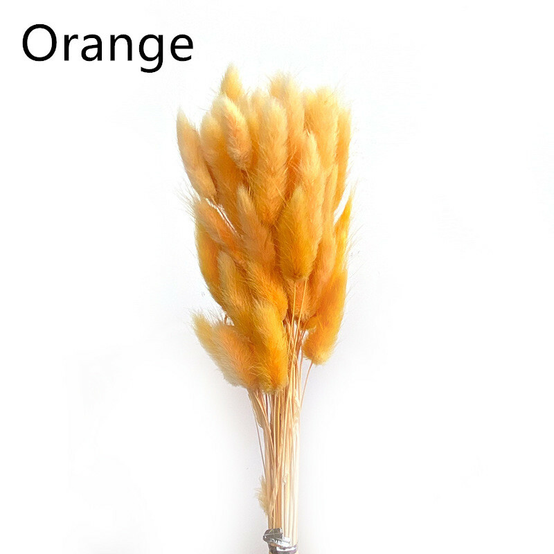 Rabbit Tail Grass Bunny Tails Dried Flowers Lagurus Ovatus Plant Stems