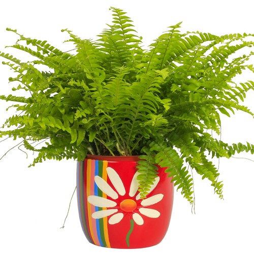 1 x Boston Fern Evergreen 2535cm Potted House Plant for Sale eBay