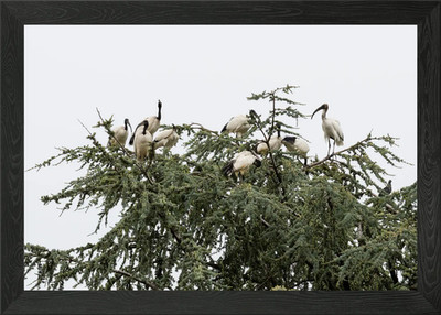 Heiliger Ibis auf dem Bauernhof Gerahmtes Wandbild Poster Leinwanddruck Bild
