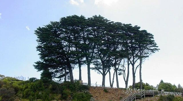 Cupressus macrocarpa 30 seeds - Monterey cypress - Image 4 of 4