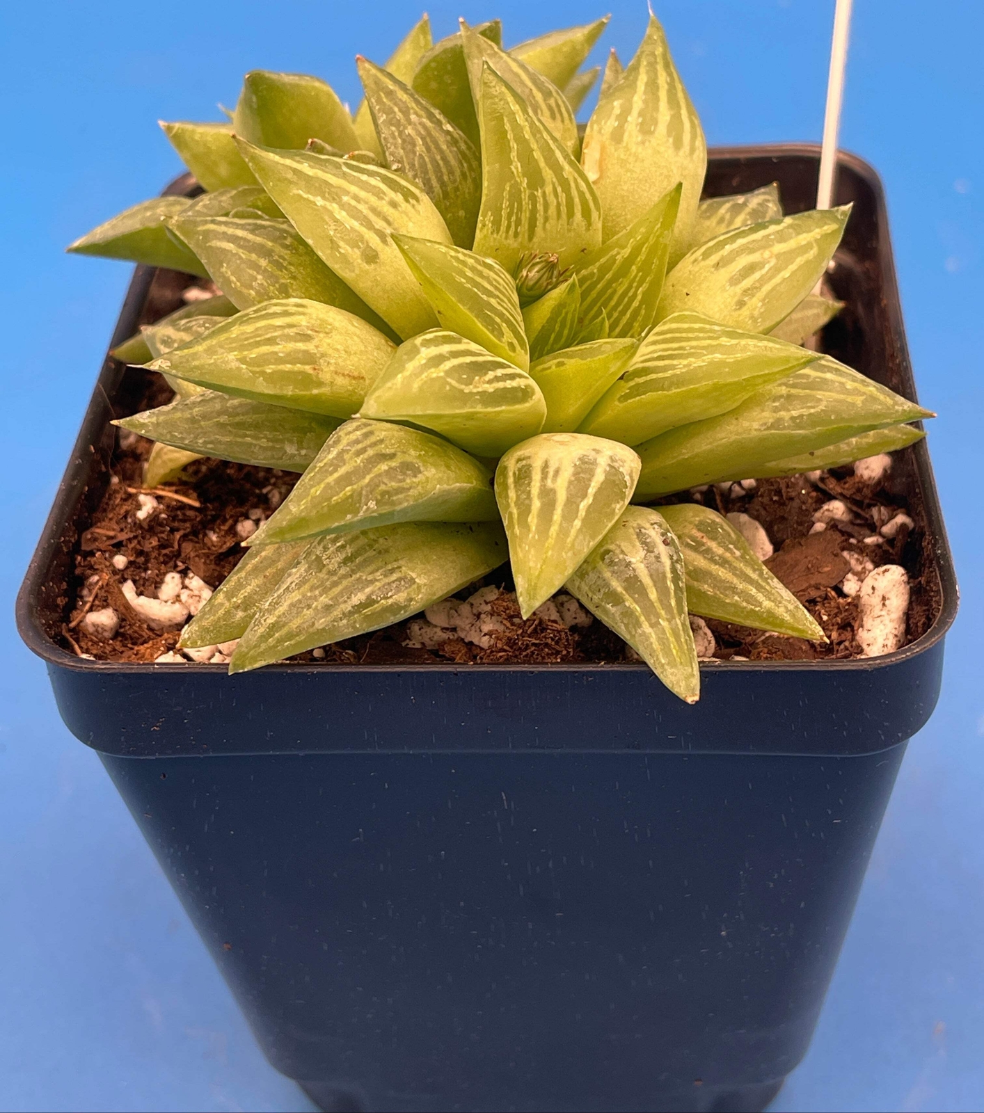 Haworthia Turgida Var Longibracteata - 3.5” Pot Great For Rock Gardens!