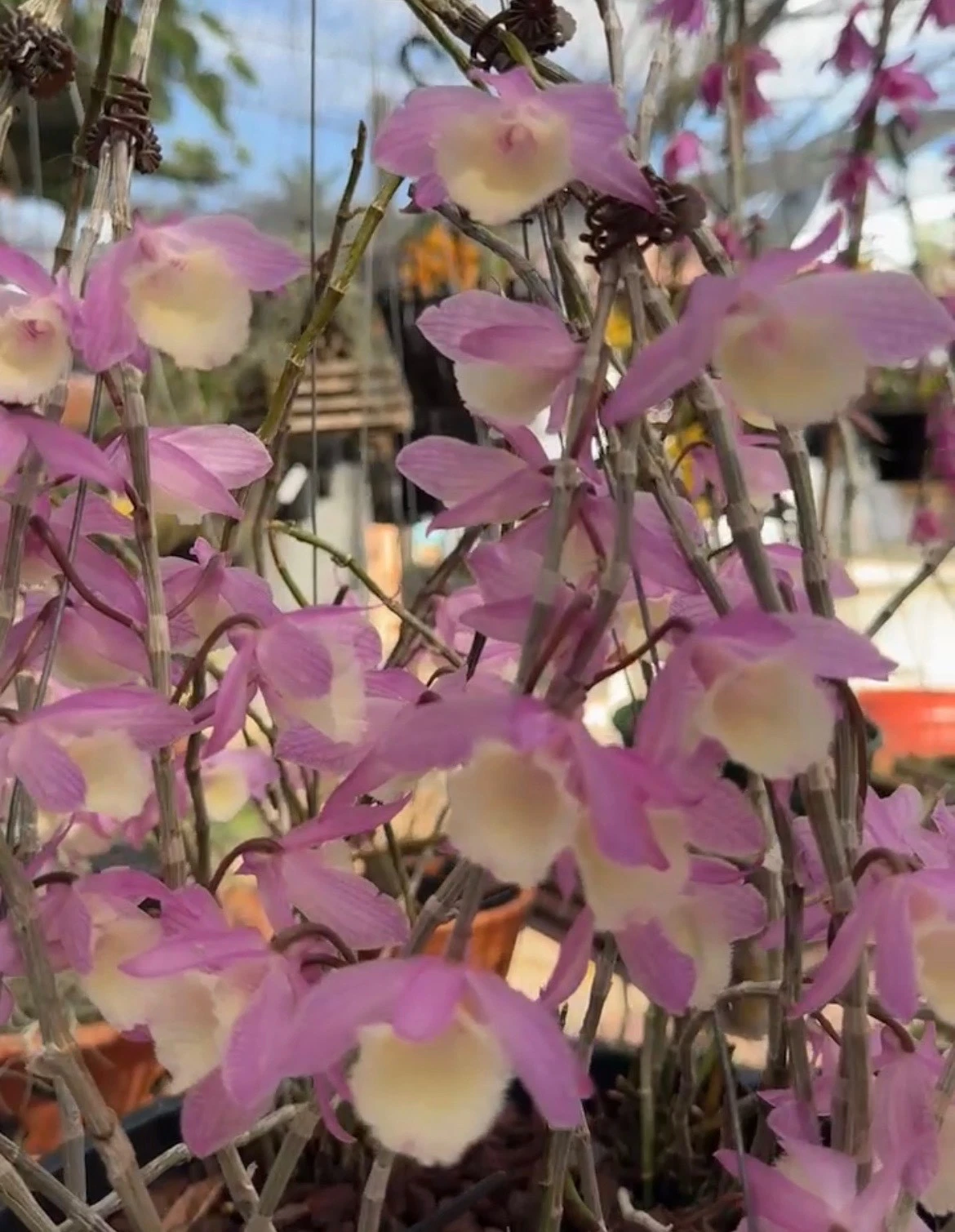RARE DENDROBIUM APHYLLUM/PIERARDII FRAGRANT SPECIES ORCHID ROOTED PLANT 047-50