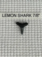 7/8 inch fossilized LEMON shark tooth from Venice Florida & BONUS 25 PARTIAL 